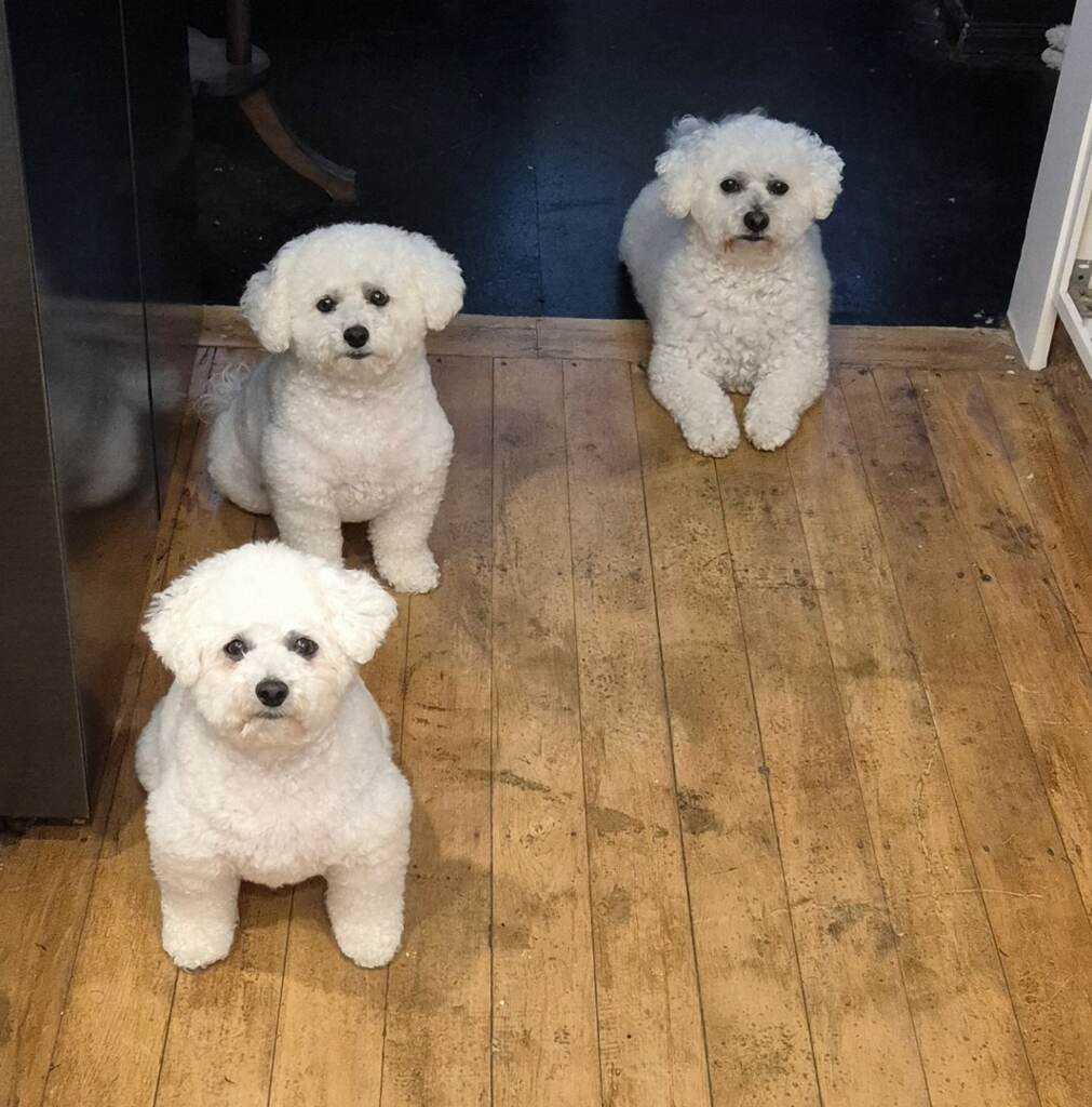 Bichons - Harry, Lilly, Ruby